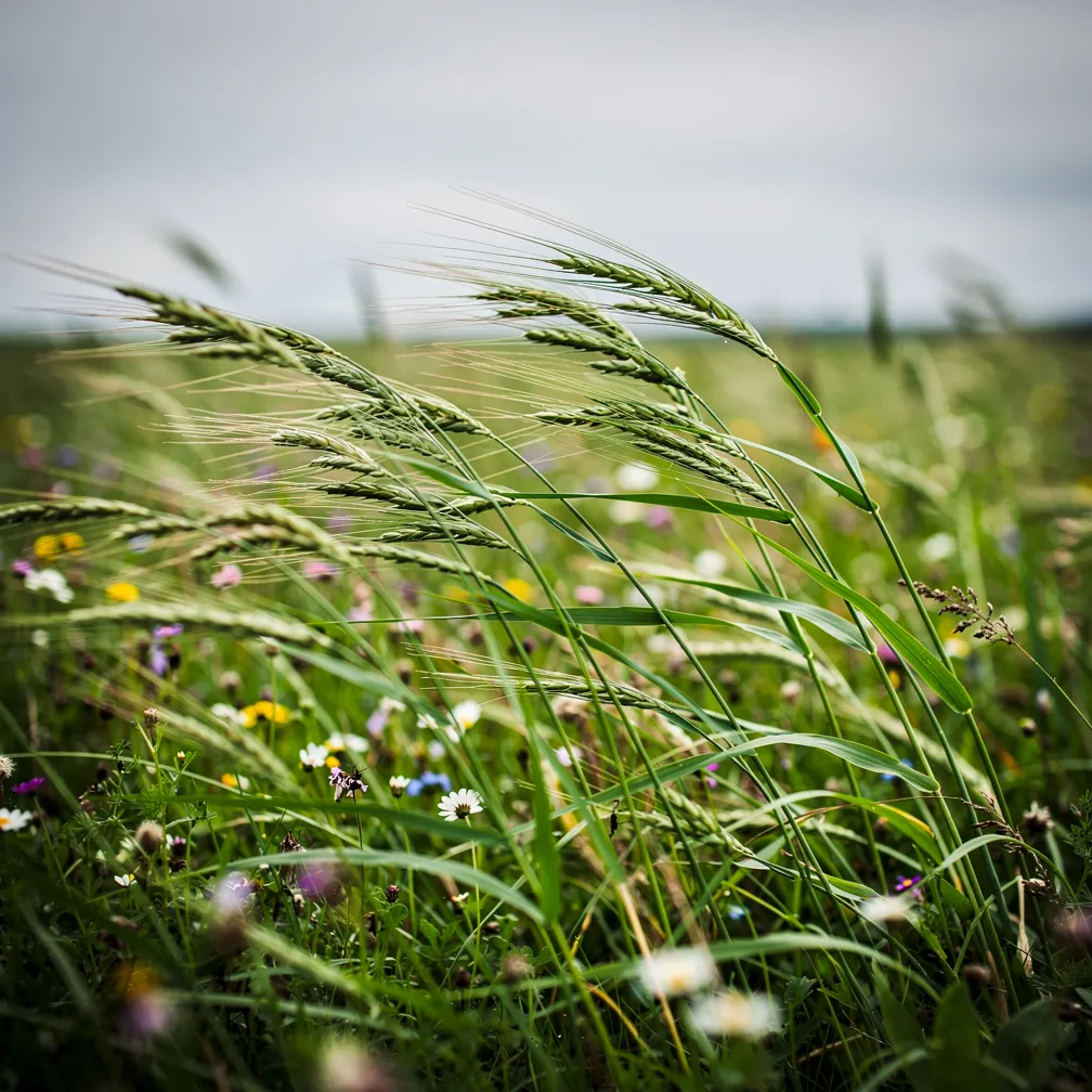Illustration zu wind