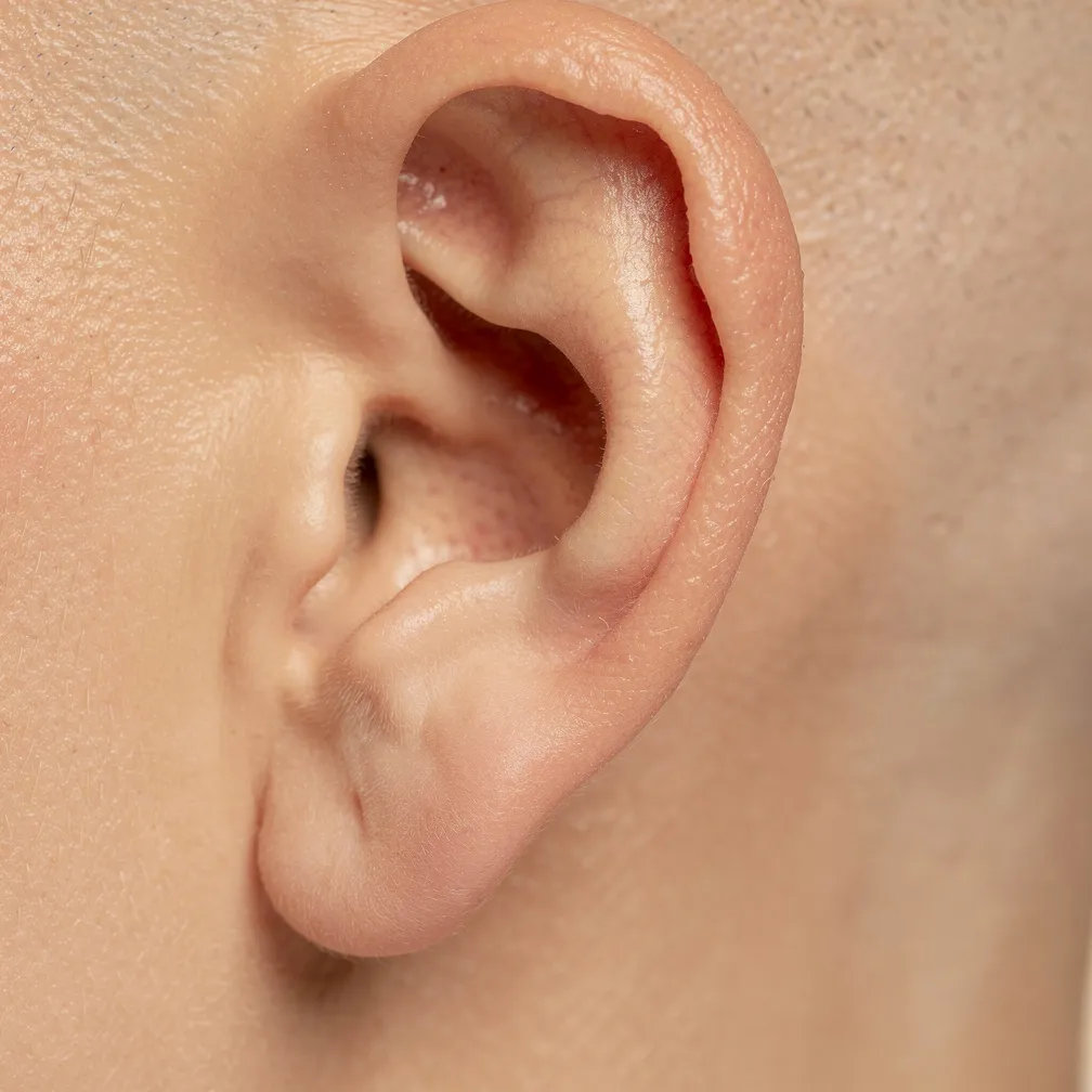 Illustration pour ear